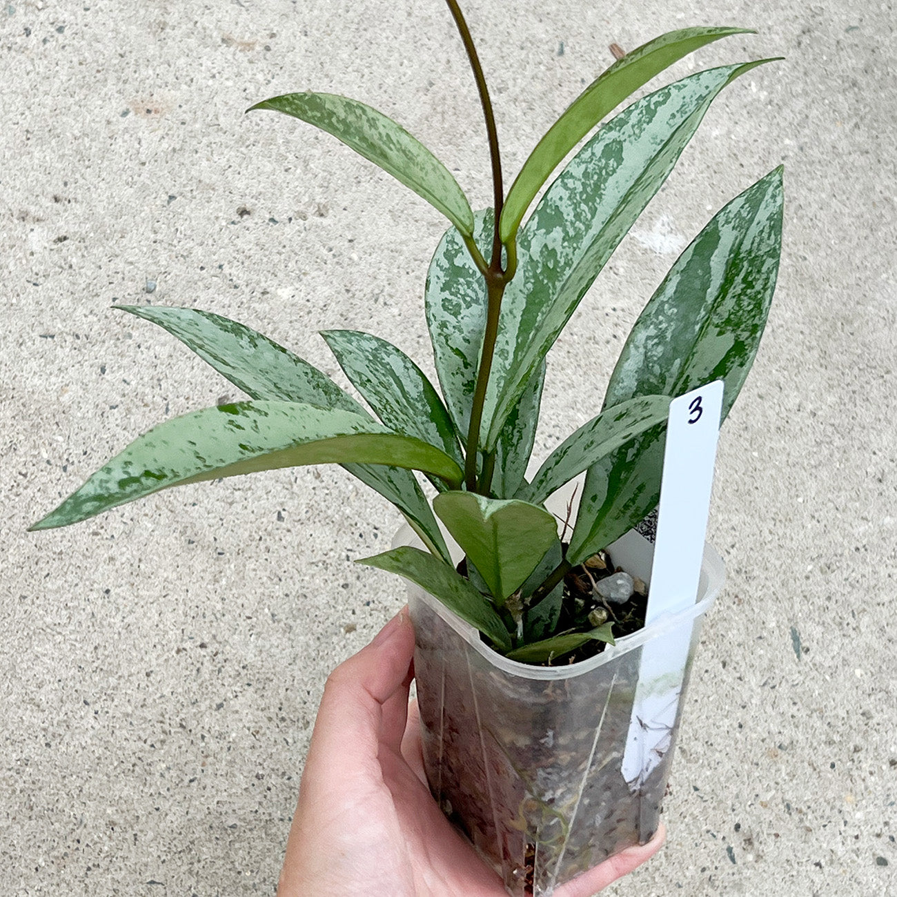 【現品販売】ホヤ プビカリクス シルバーゴースト Hoya Pubicalyx silver ghost 希少 レア ねこチップ 3