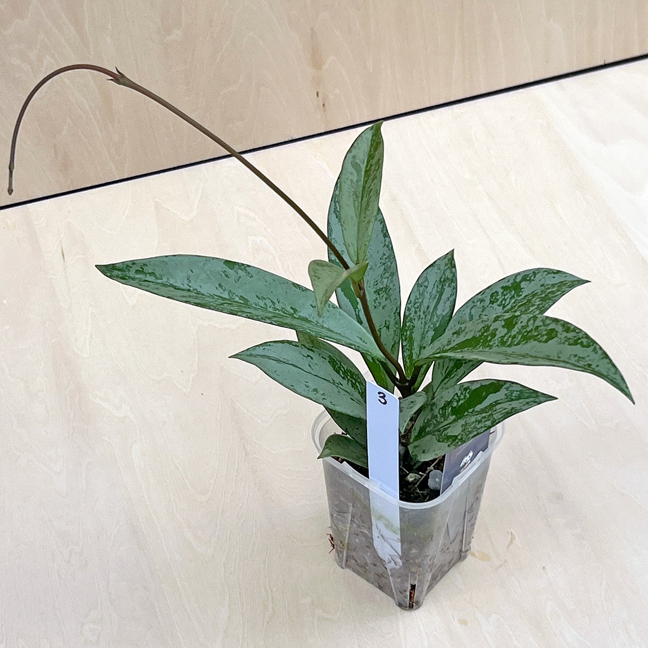 【現品販売】ホヤ プビカリクス シルバーゴースト Hoya Pubicalyx silver ghost 希少 レア ねこチップ 3