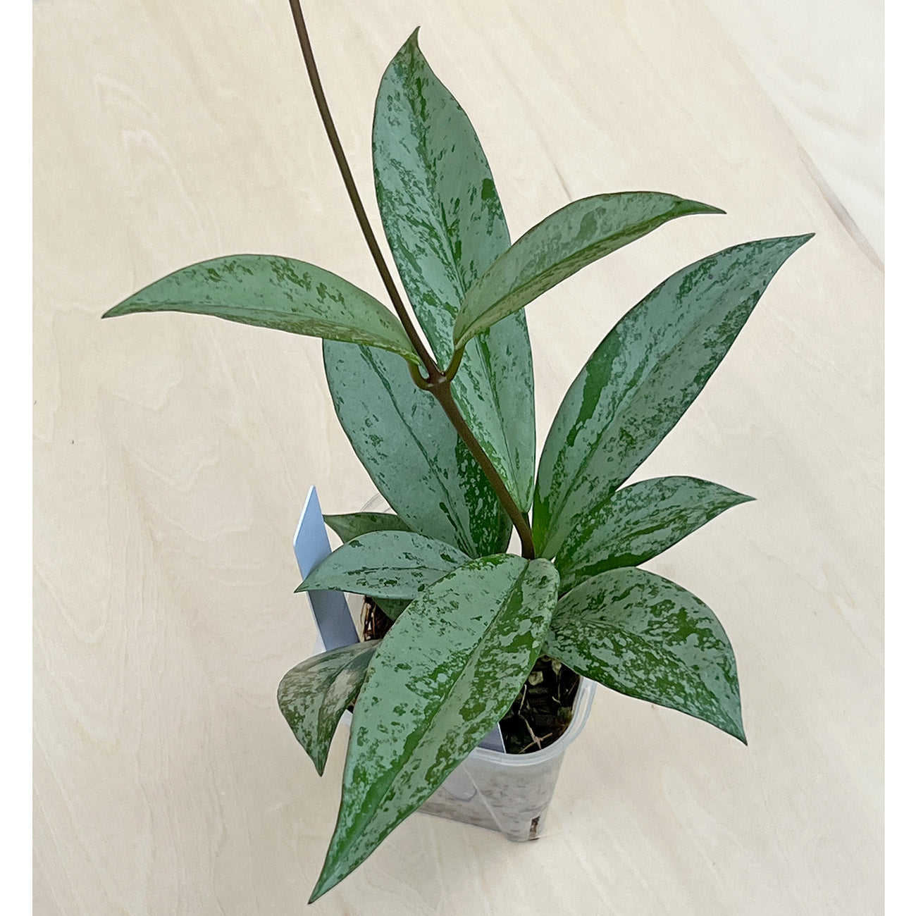 【現品販売】ホヤ プビカリクス シルバーゴースト Hoya Pubicalyx silver ghost 希少 レア ねこチップ 3