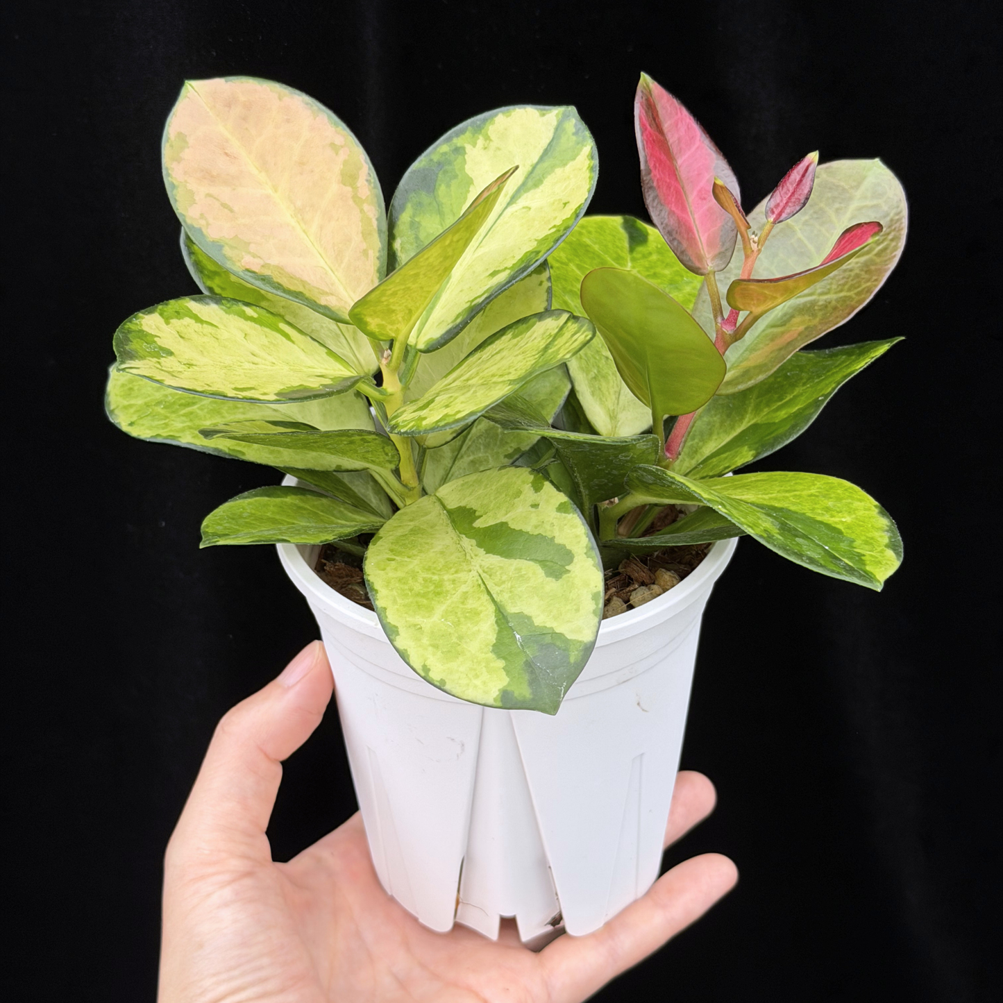 【一点もの】ホヤ オーストラリス リサ 2株植え 3.5号 ねこチップ