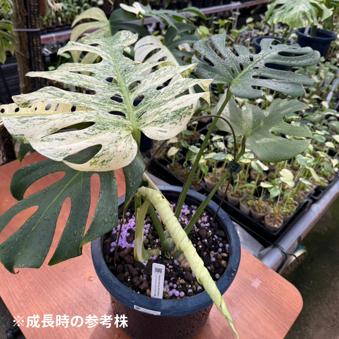 モンステラ デリシオーサ ホワイトモンスター 組織培養(Tissue Culture)株 ビトロ苗 瓶入り 無菌苗 TC株