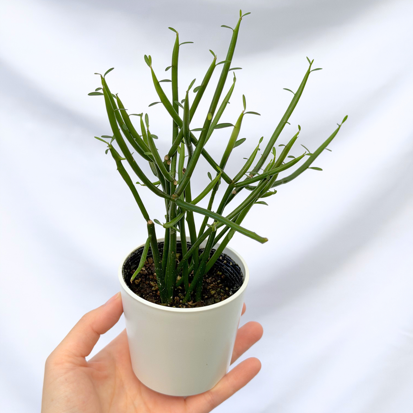 ミルクブッシュ