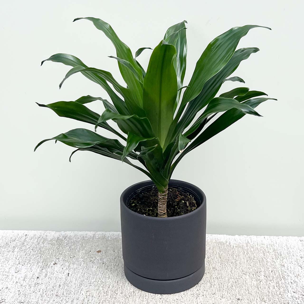 ドラセナ コンパクタ 背高め 幹あり