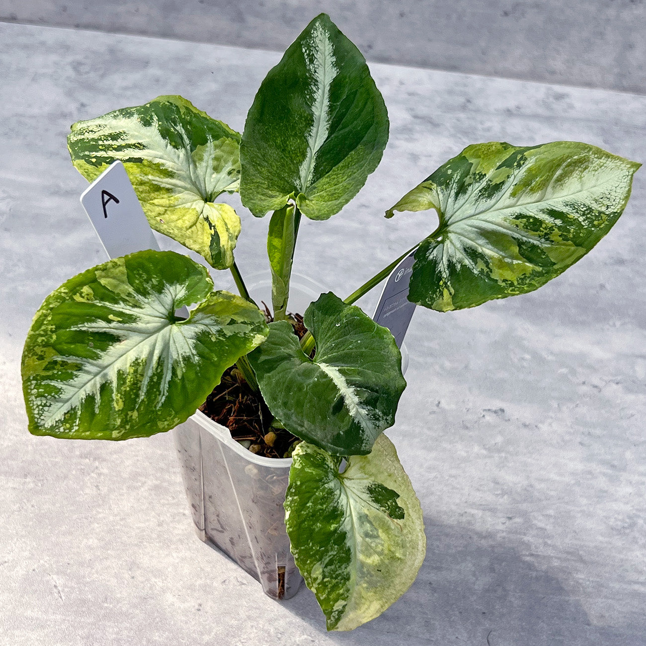 【現品販売】シンゴニウム スクランブルエッグ 希少 レア 透明鉢 ネガミエル ねこチップ 3号 プラ鉢 A