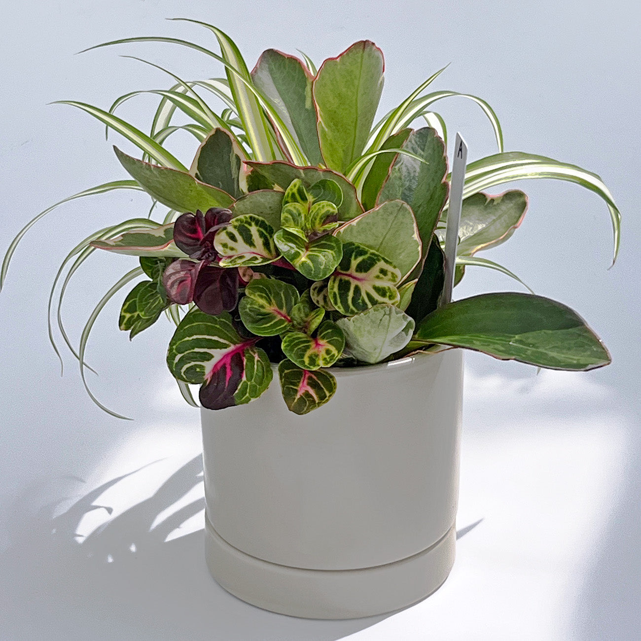 A【現品販売】観葉植物 寄せ植え 4号 陶器鉢 受け皿付き ねこチップ