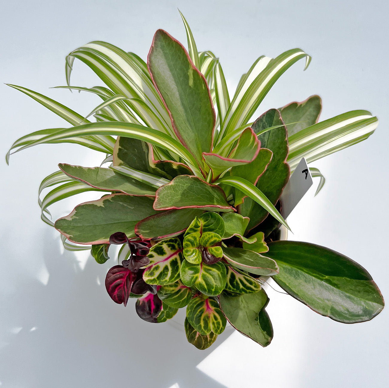 A【現品販売】観葉植物 寄せ植え 4号 陶器鉢 受け皿付き ねこチップ