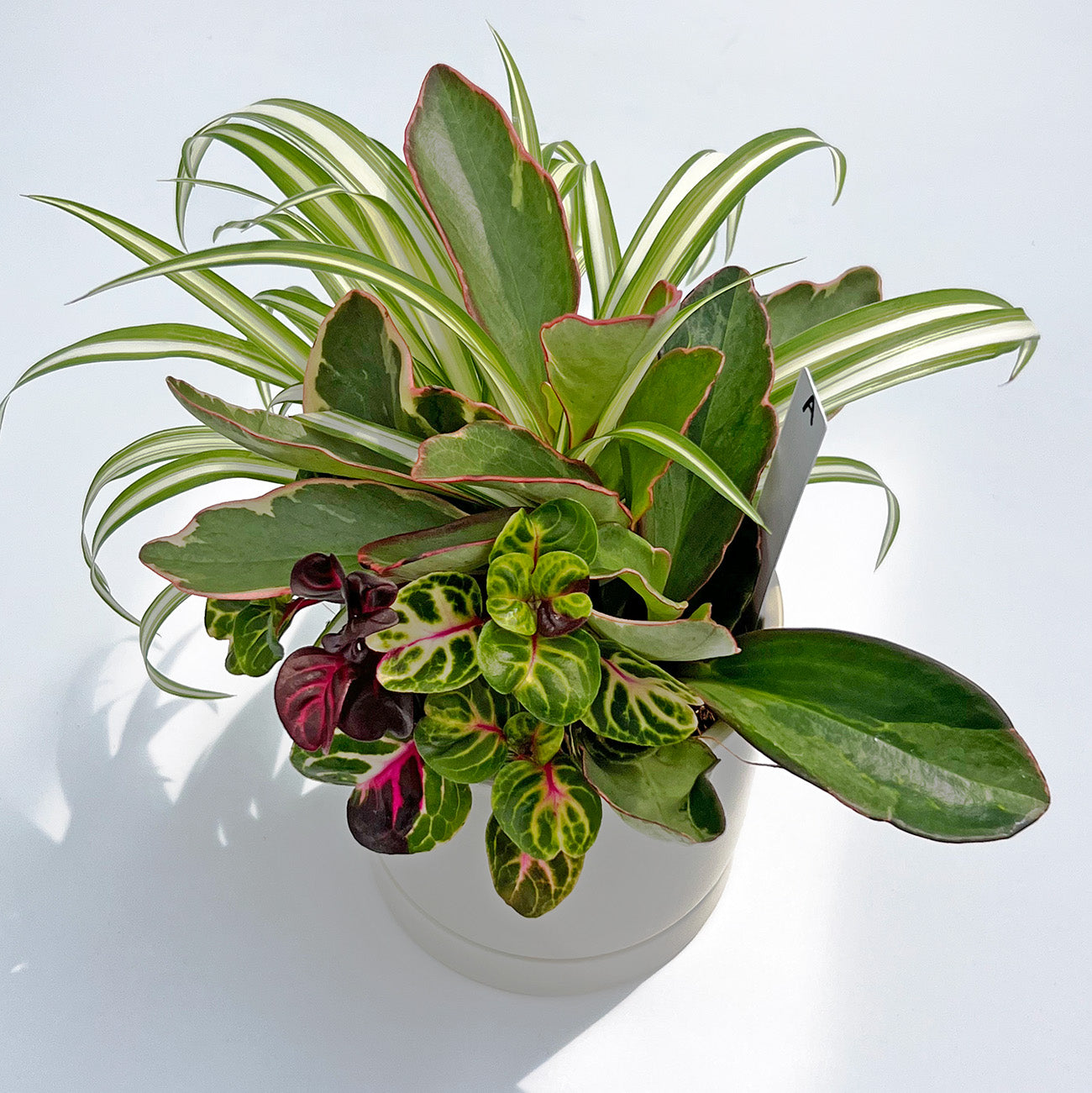 A【現品販売】観葉植物 寄せ植え 4号 陶器鉢 受け皿付き ねこチップ