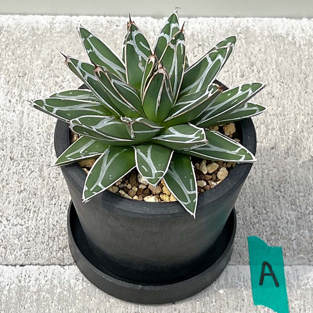 【現品販売】アガベ 笹雪 直径約12cm BLACK PLASTIC POT 受け皿付きA