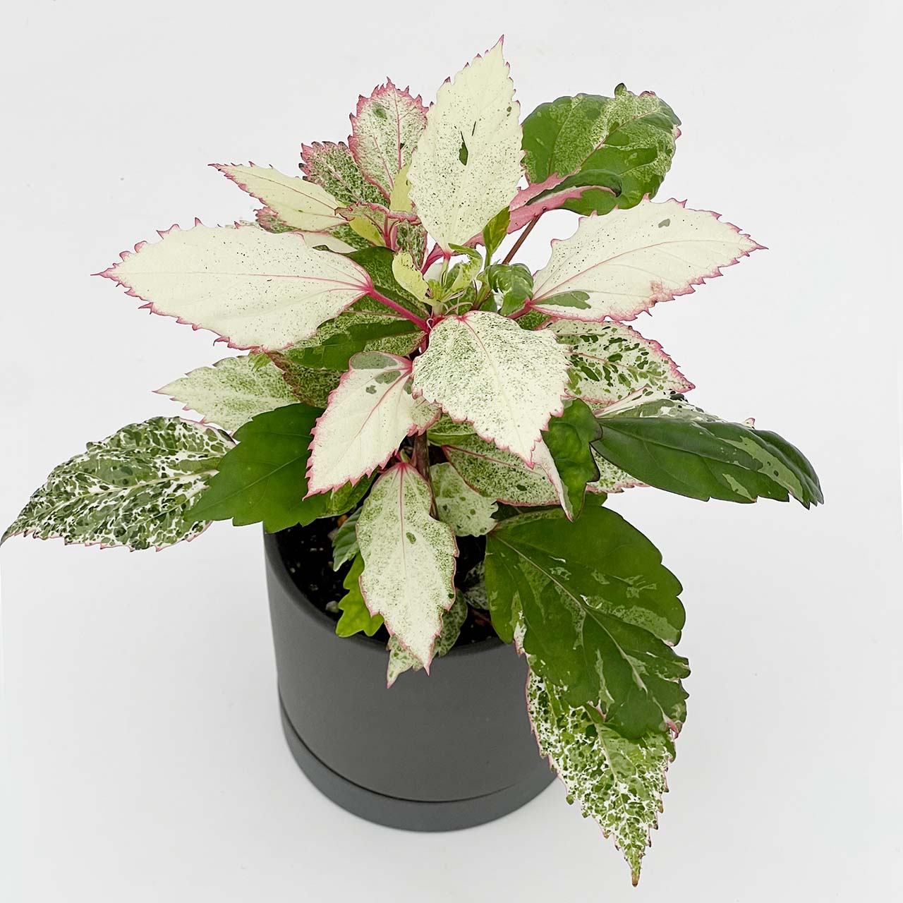 【現品販売】ハイビスカス カラーリーフ 斑入り 3号 陶器鉢 受け皿付き ブラック A