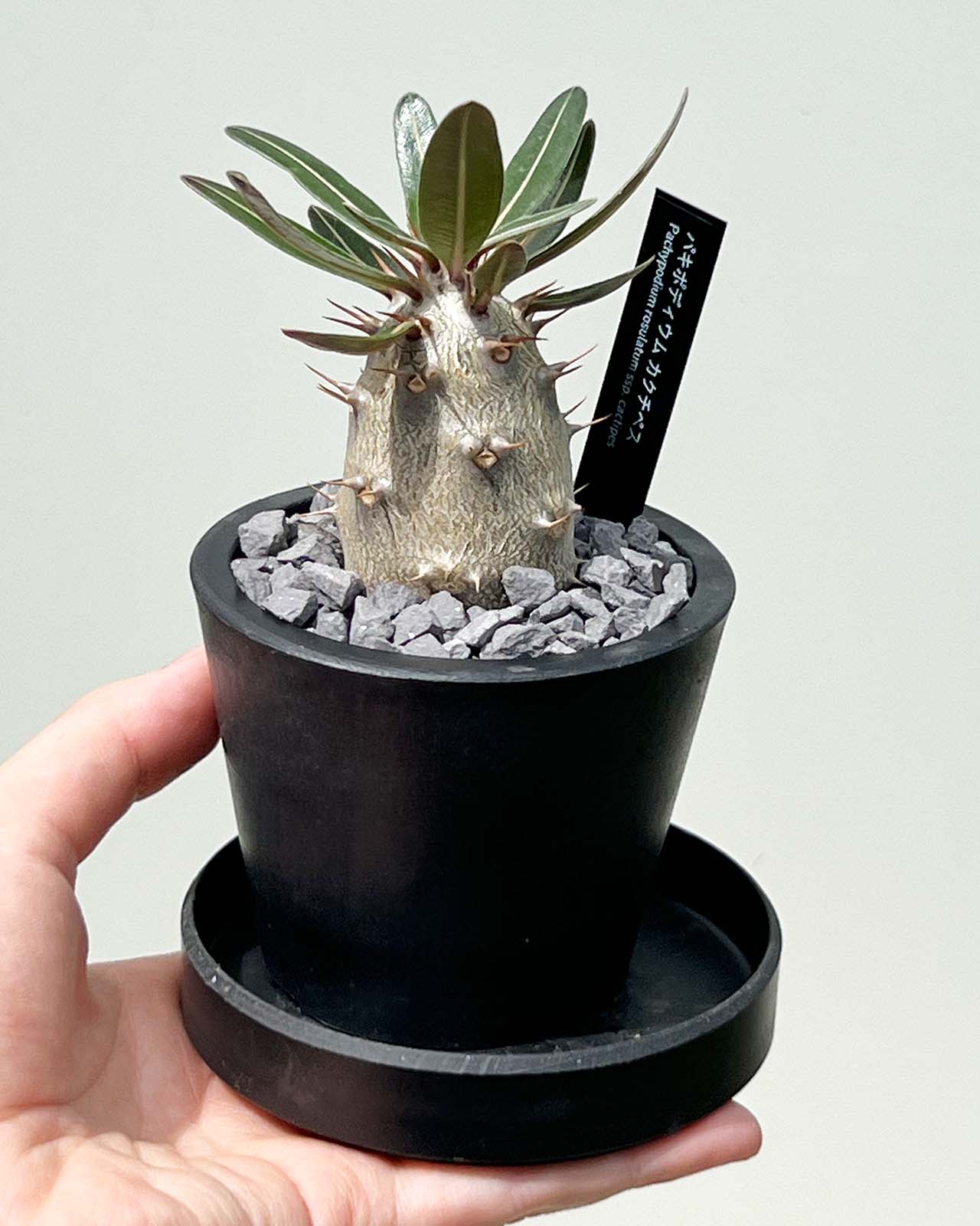 【現品販売】パキポディウム カクチペス 実生 BLACK PLASTIC POT 8cm×6.5cm プラスチック鉢 塊根 A
