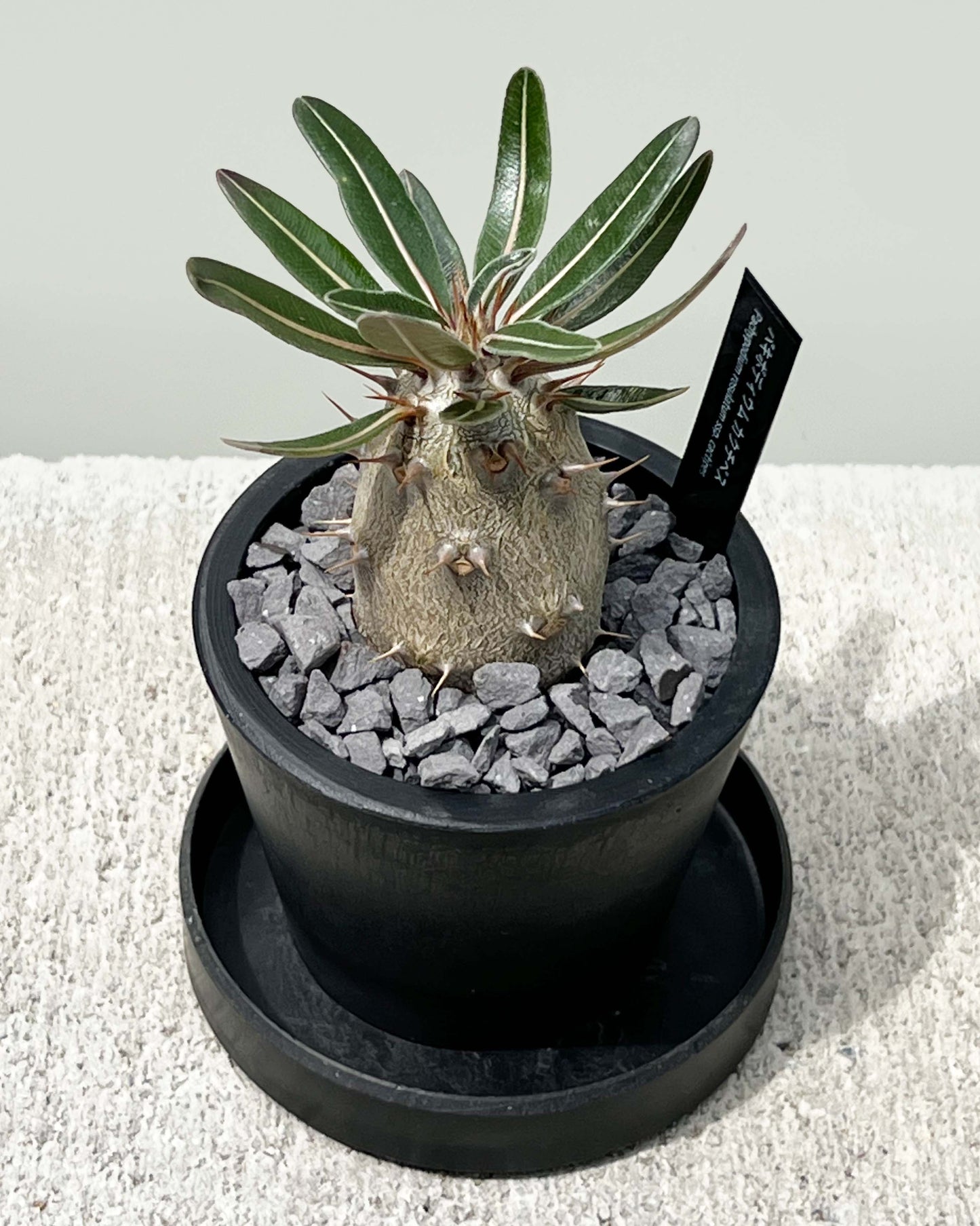 【現品販売】パキポディウム カクチペス 実生 BLACK PLASTIC POT 8cm×6.5cm プラスチック鉢 塊根 A