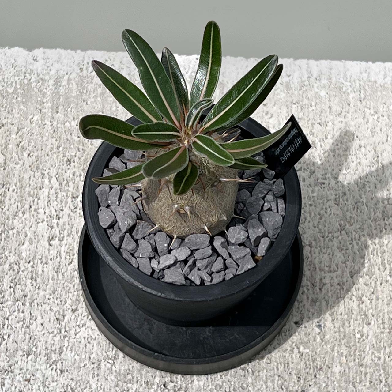 【現品販売】パキポディウム カクチペス 実生 BLACK PLASTIC POT 8cm×6.5cm プラスチック鉢 塊根 A