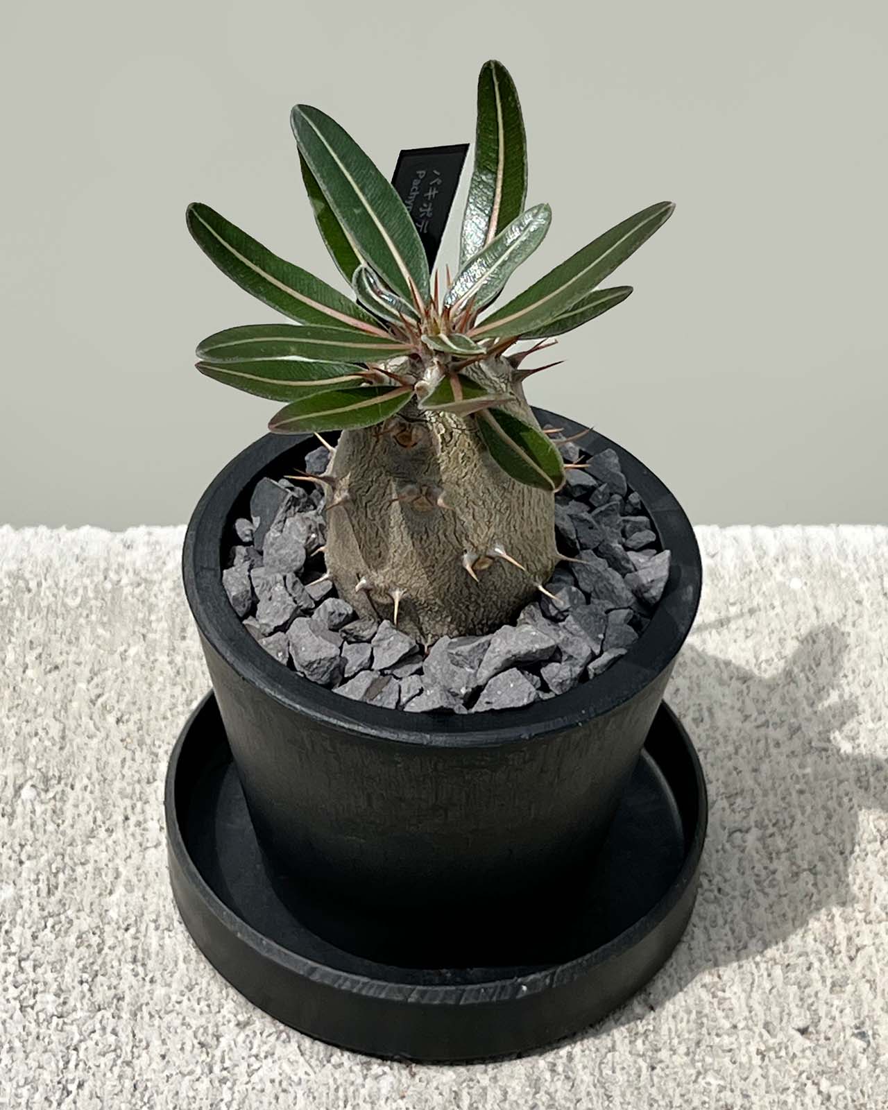 【現品販売】パキポディウム カクチペス 実生 BLACK PLASTIC POT 8cm×6.5cm プラスチック鉢 塊根 A