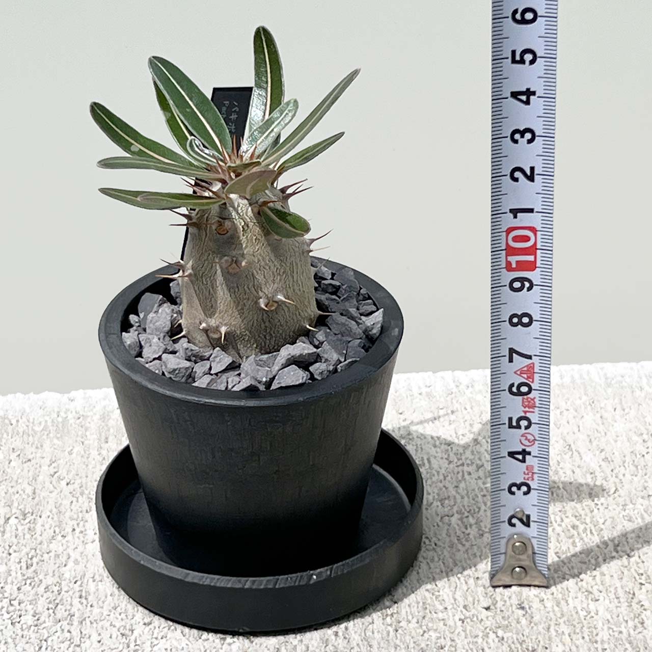【現品販売】パキポディウム カクチペス 実生 BLACK PLASTIC POT 8cm×6.5cm プラスチック鉢 塊根 A