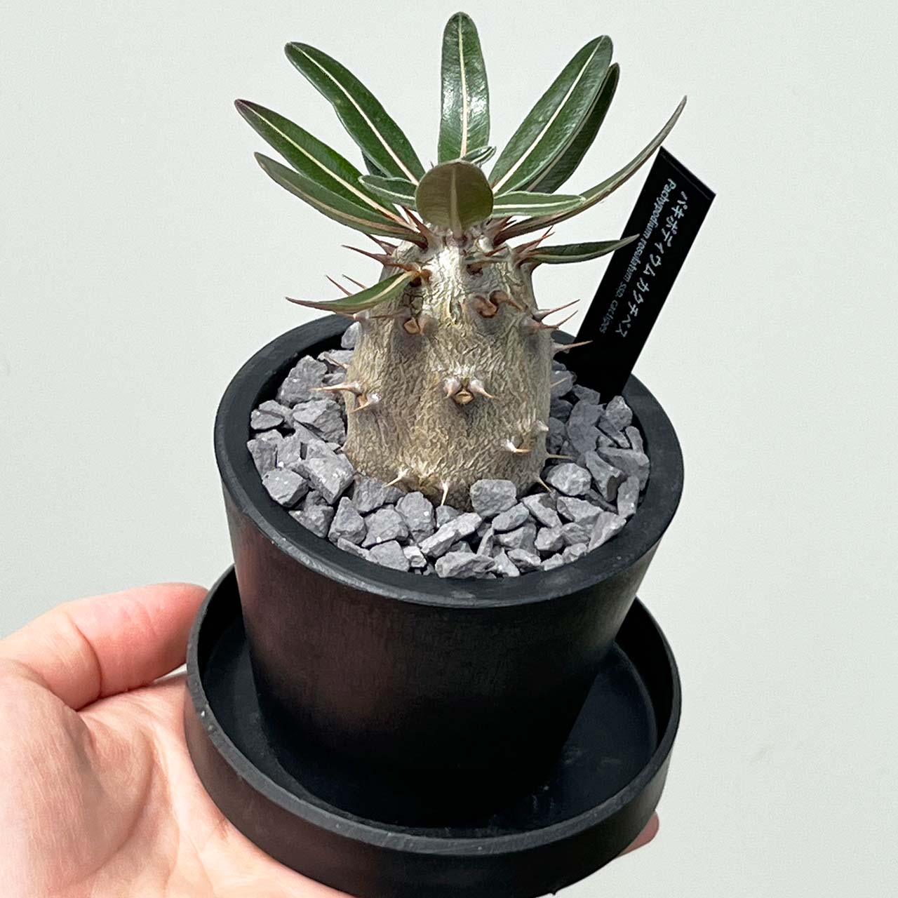 【現品販売】パキポディウム カクチペス 実生 BLACK PLASTIC POT 8cm×6.5cm プラスチック鉢 塊根 A