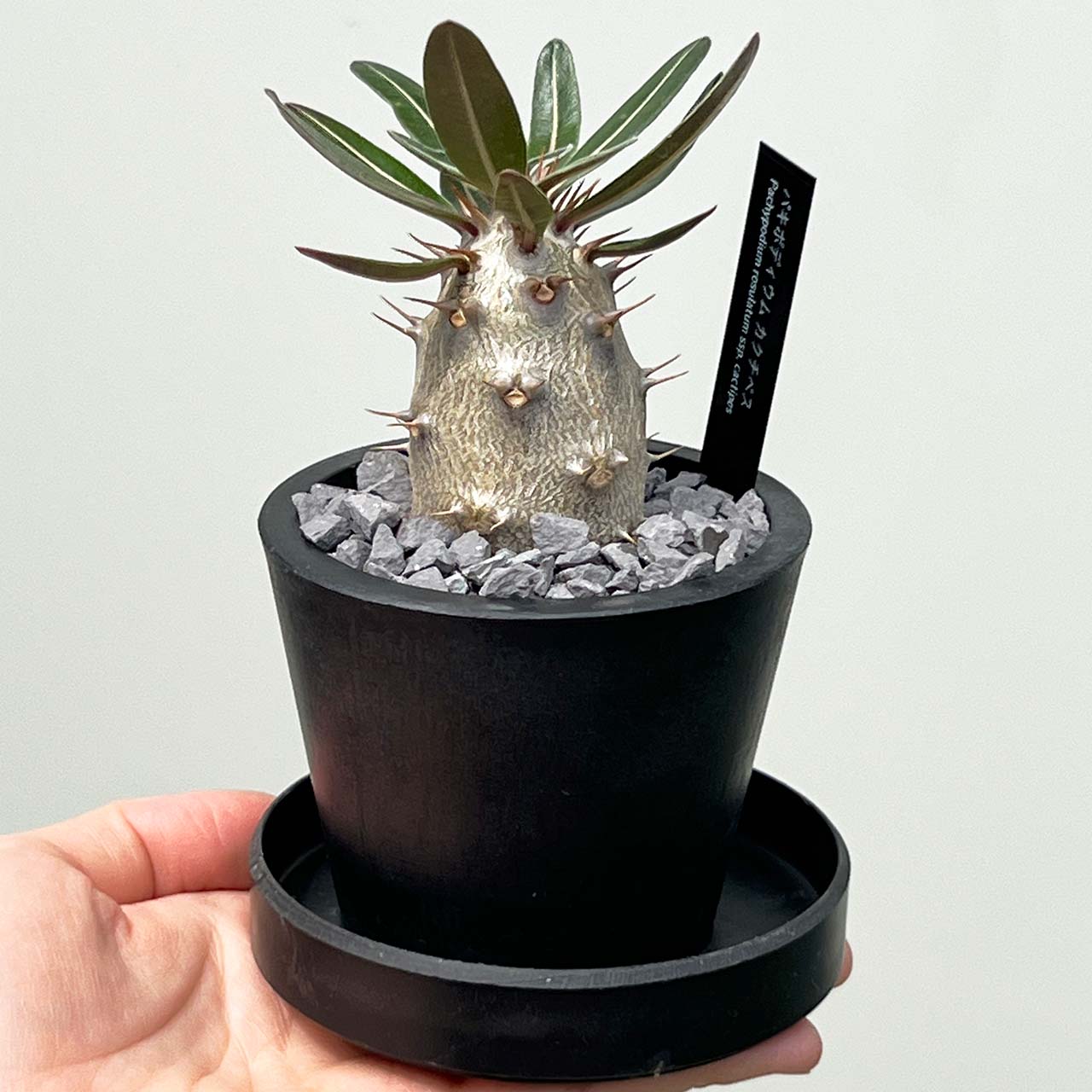 現品販売】パキポディウム カクチペス 実生 BLACK PLASTIC POT 8cm×6.5cm プラスチック鉢 塊根 A – inakougei