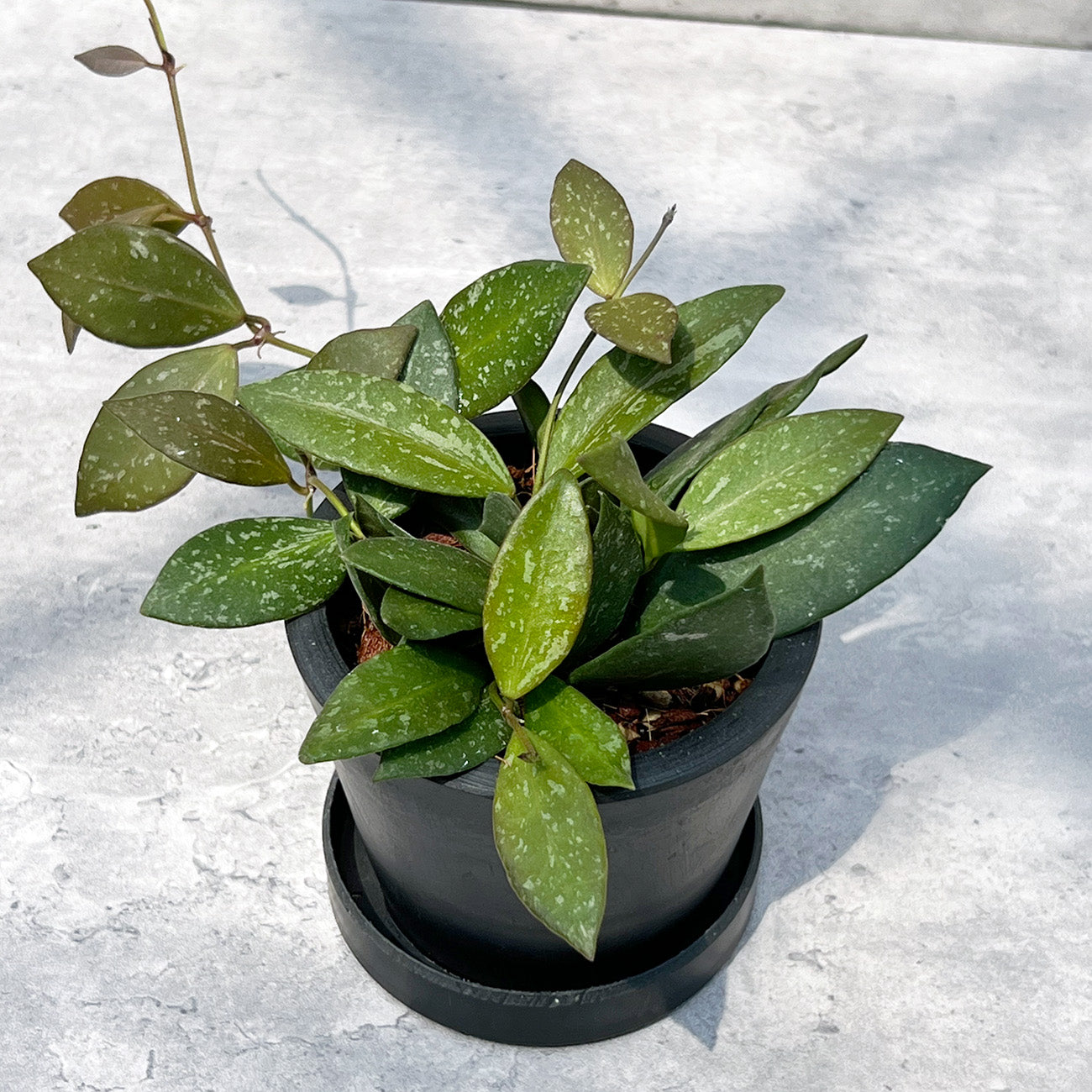 【現品販売】ホヤ Hoya Memoria×Rosita (NAP-16) 3号 プラスチック鉢 BLACK PLASTIC POT ねこチップ B