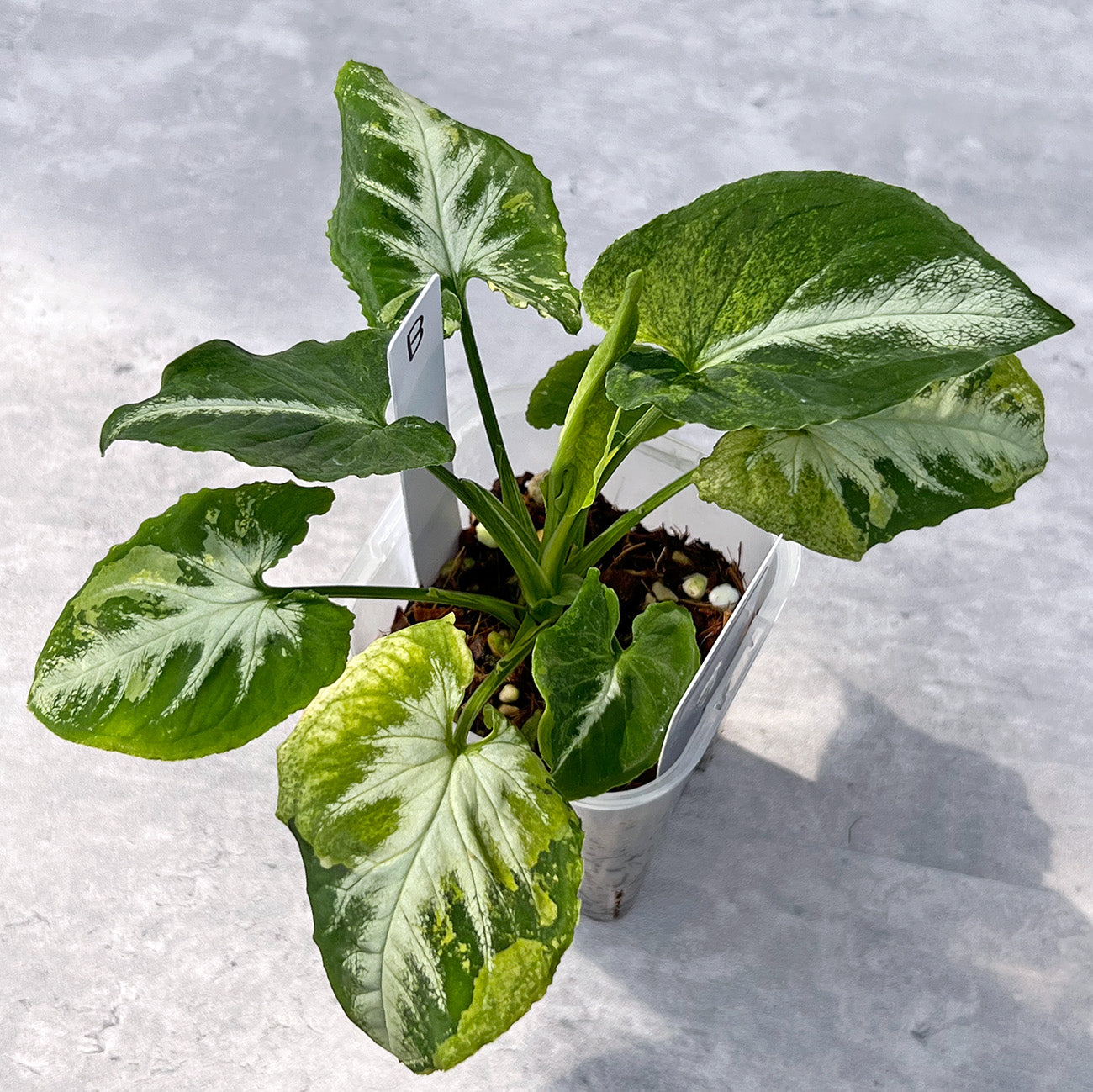 【現品販売】シンゴニウム スクランブルエッグ 希少 レア 透明鉢 ネガミエル ねこチップ 3号 プラ鉢 B