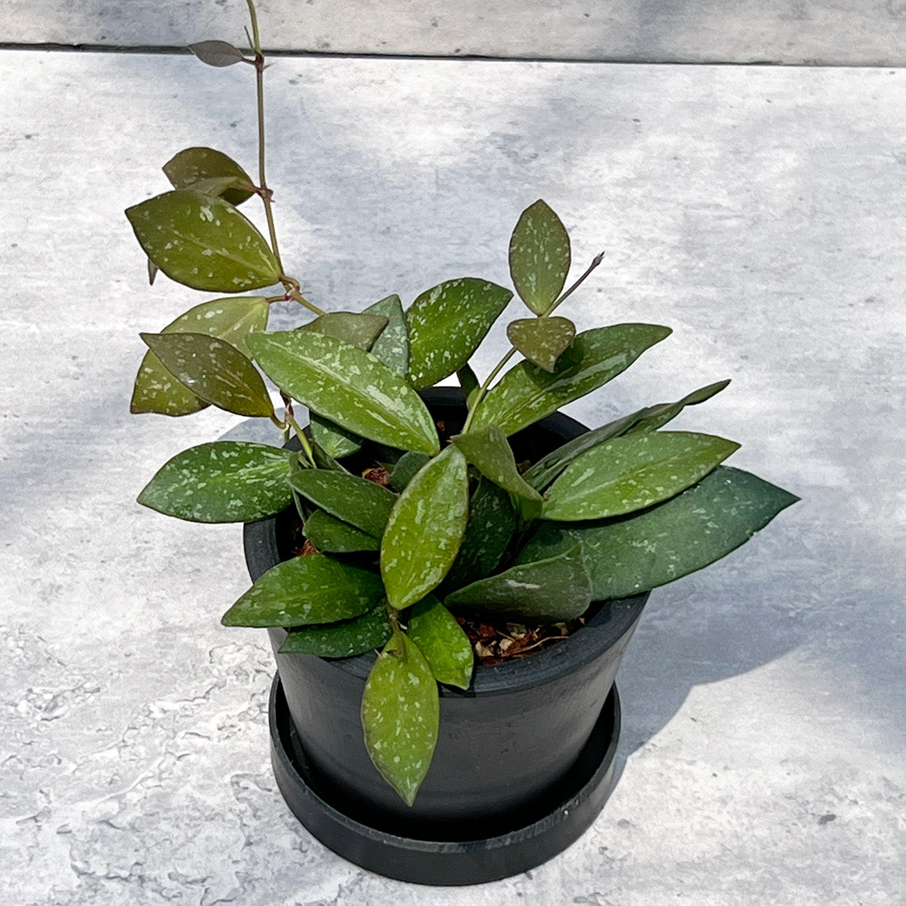 【現品販売】ホヤ Hoya Memoria×Rosita (NAP-16) 3号 プラスチック鉢 BLACK PLASTIC POT ねこチップ B
