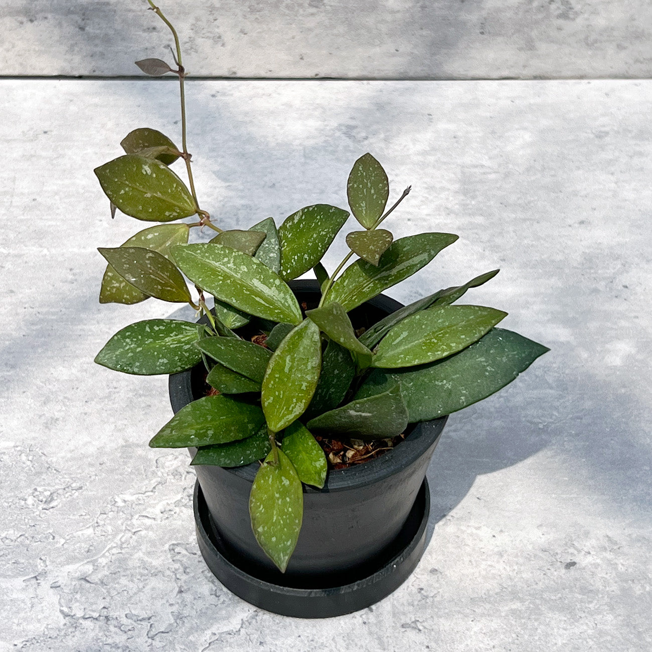 【現品販売】ホヤ Hoya Memoria×Rosita (NAP-16) 3号 プラスチック鉢 BLACK PLASTIC POT ねこチップ B