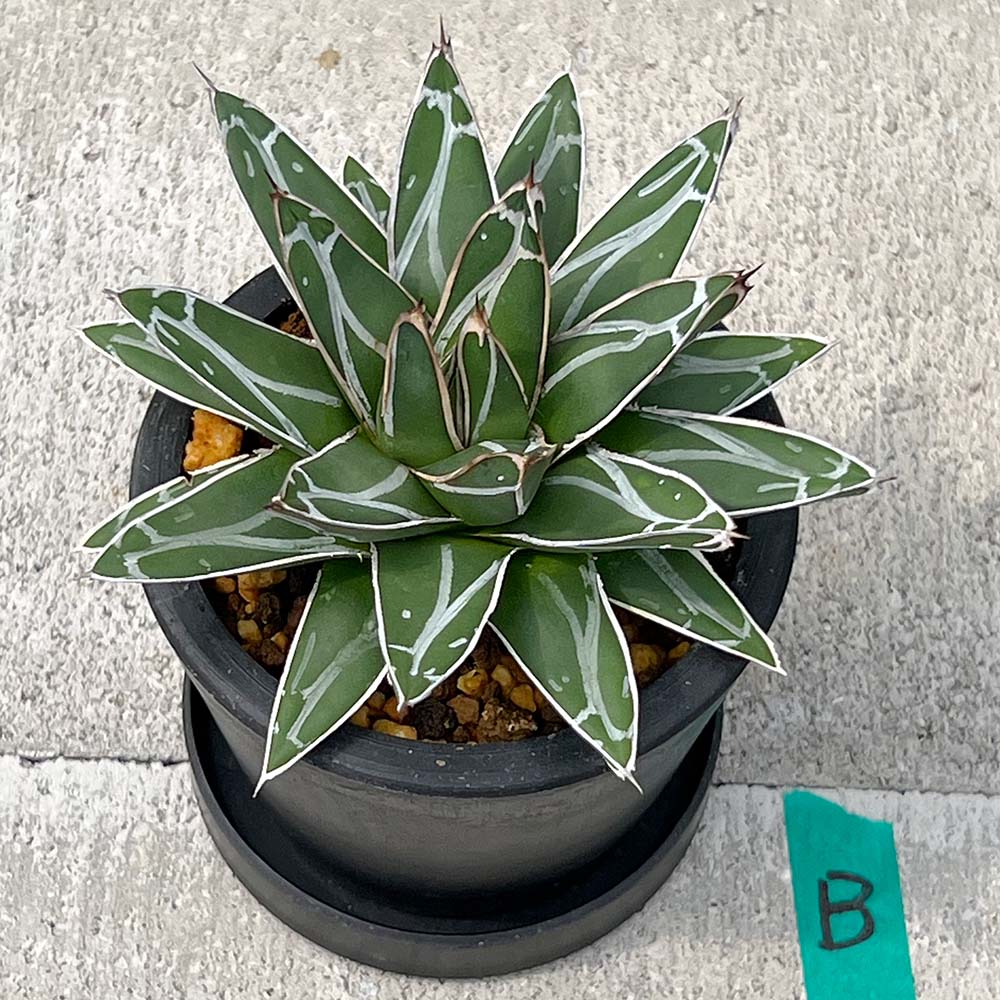 【現品販売】アガベ 笹雪 直径約12cm BLACK PLASTIC POT 受け皿付きB