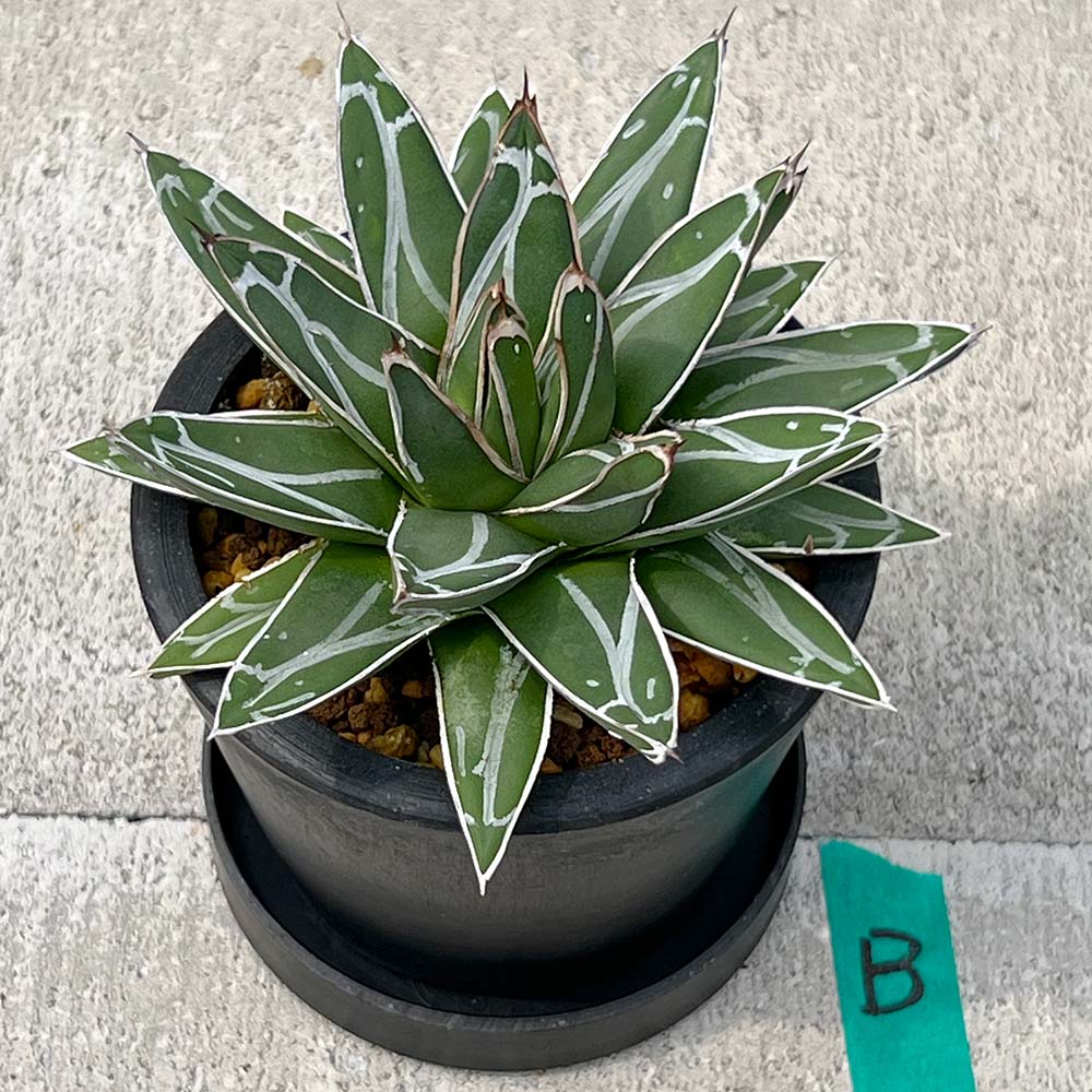 【現品販売】アガベ 笹雪 直径約12cm BLACK PLASTIC POT 受け皿付きB