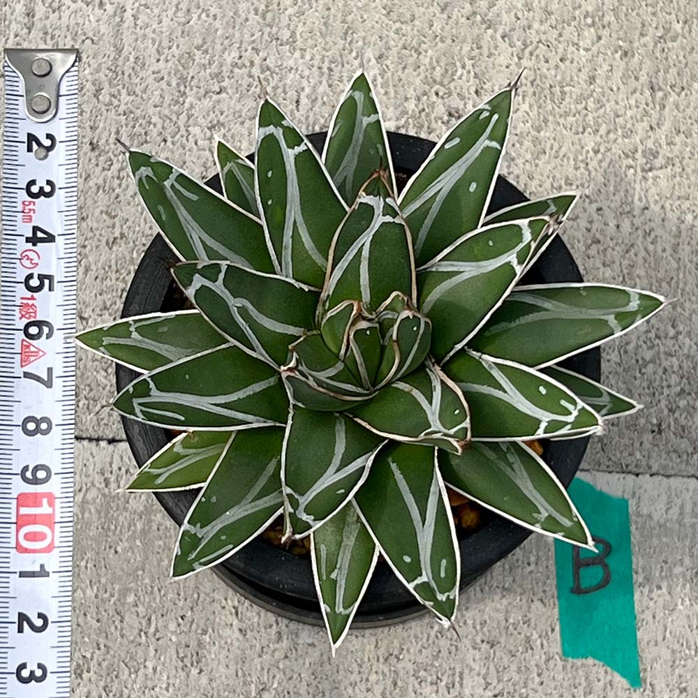 【現品販売】アガベ 笹雪 直径約12cm BLACK PLASTIC POT 受け皿付きB