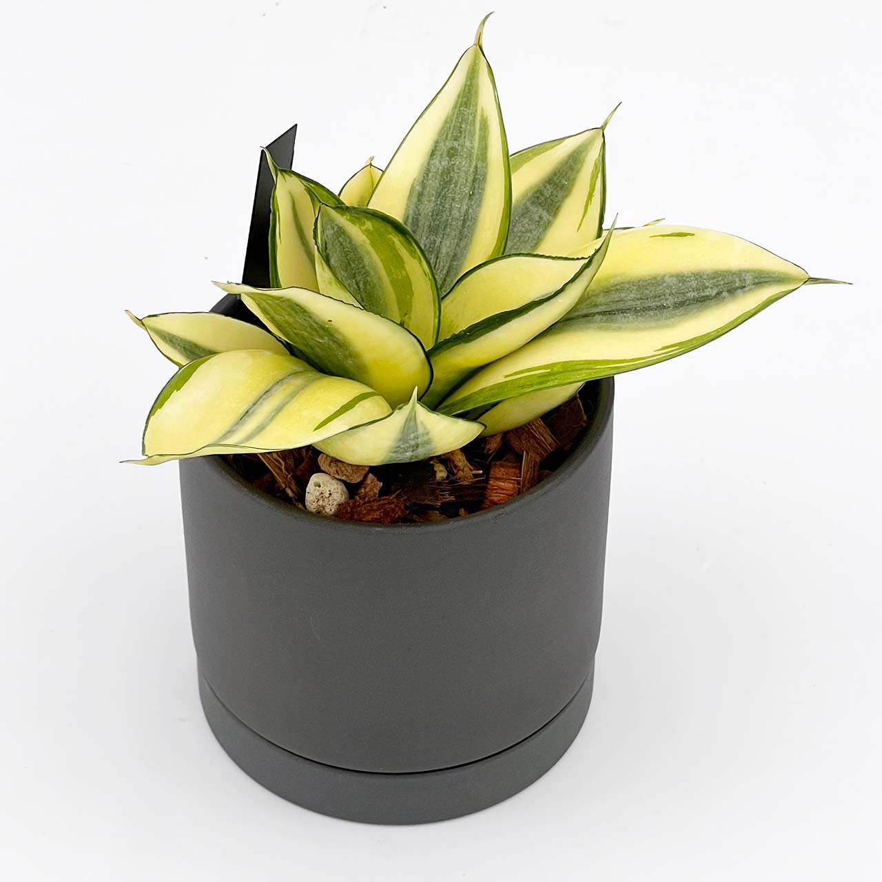 【現品販売】サンスベリア ゴールデンハニー 3号 陶器鉢 受け皿付き ブラック ねこチップ