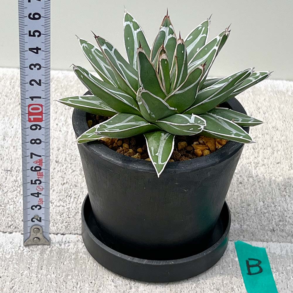 【現品販売】アガベ 笹雪 直径約12cm BLACK PLASTIC POT 受け皿付きB