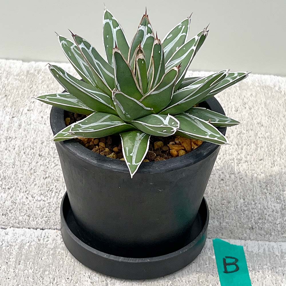 【現品販売】アガベ 笹雪 直径約12cm BLACK PLASTIC POT 受け皿付きB