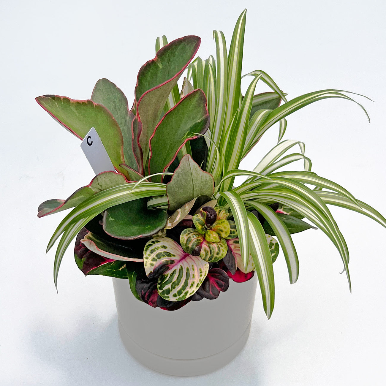 C【現品販売】観葉植物 寄せ植え 4号 陶器鉢 受け皿付き ねこチップ