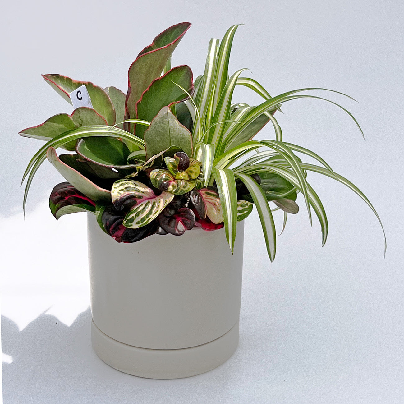 C【現品販売】観葉植物 寄せ植え 4号 陶器鉢 受け皿付き ねこチップ