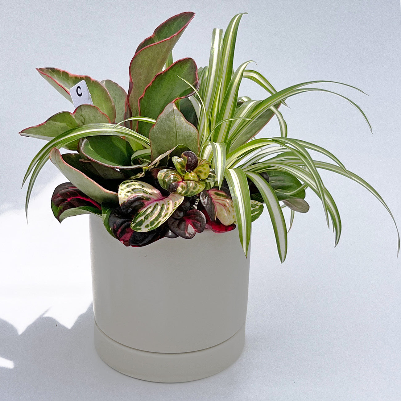 C【現品販売】観葉植物 寄せ植え 4号 陶器鉢 受け皿付き ねこチップ