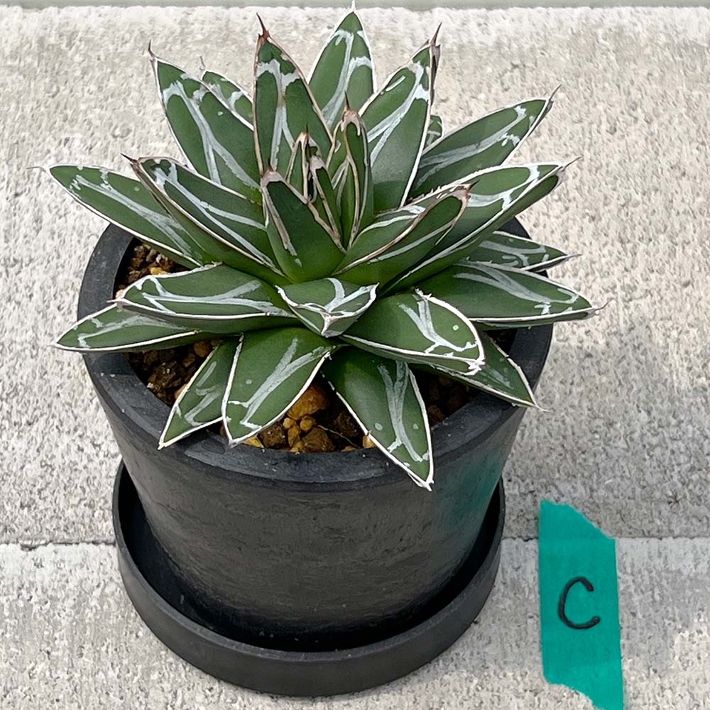 【現品販売】アガベ 笹雪 直径約12cm BLACK PLASTIC POT 受け皿付きC