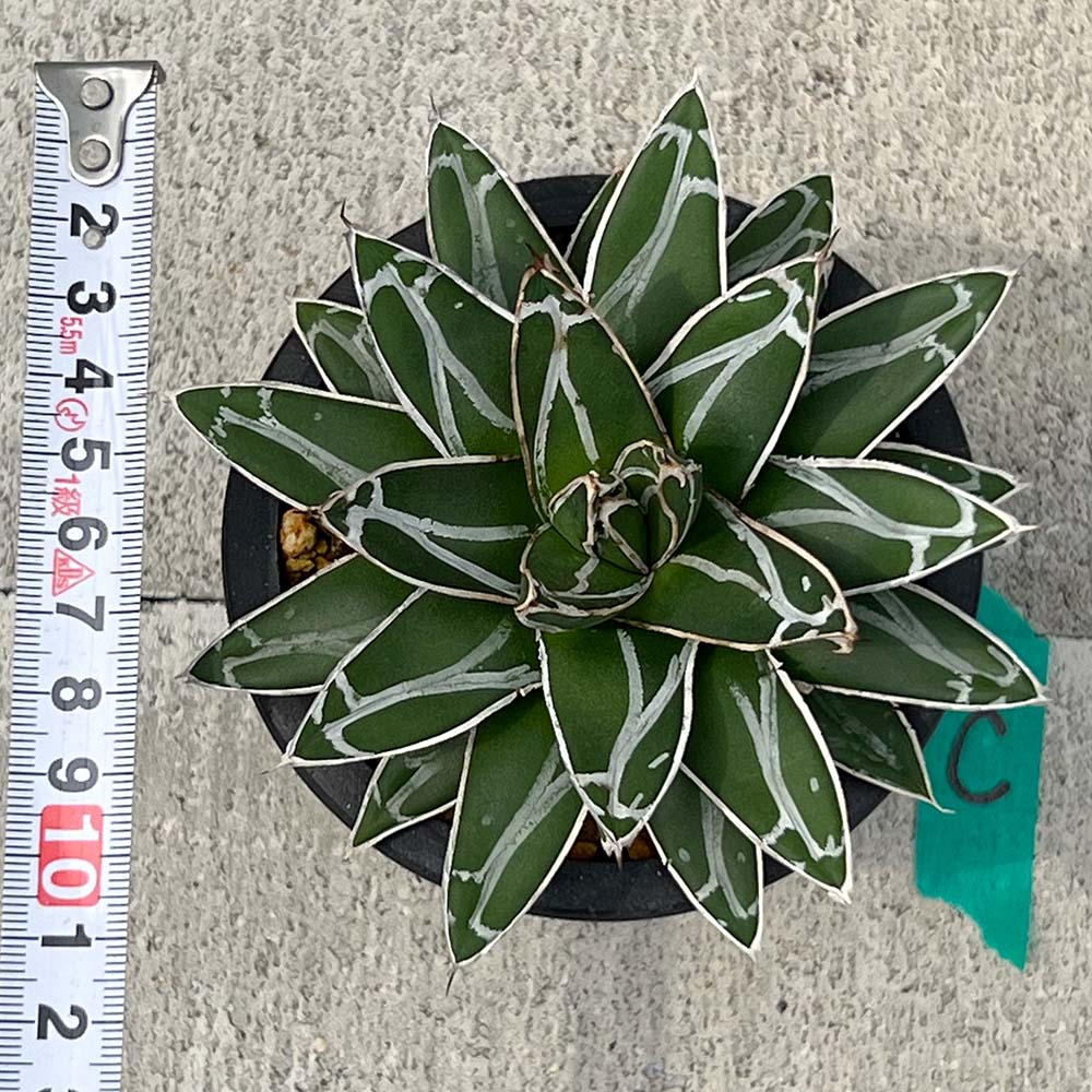【現品販売】アガベ 笹雪 直径約12cm BLACK PLASTIC POT 受け皿付きC