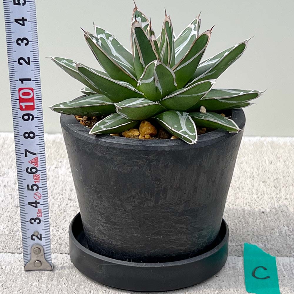 【現品販売】アガベ 笹雪 直径約12cm BLACK PLASTIC POT 受け皿付きC
