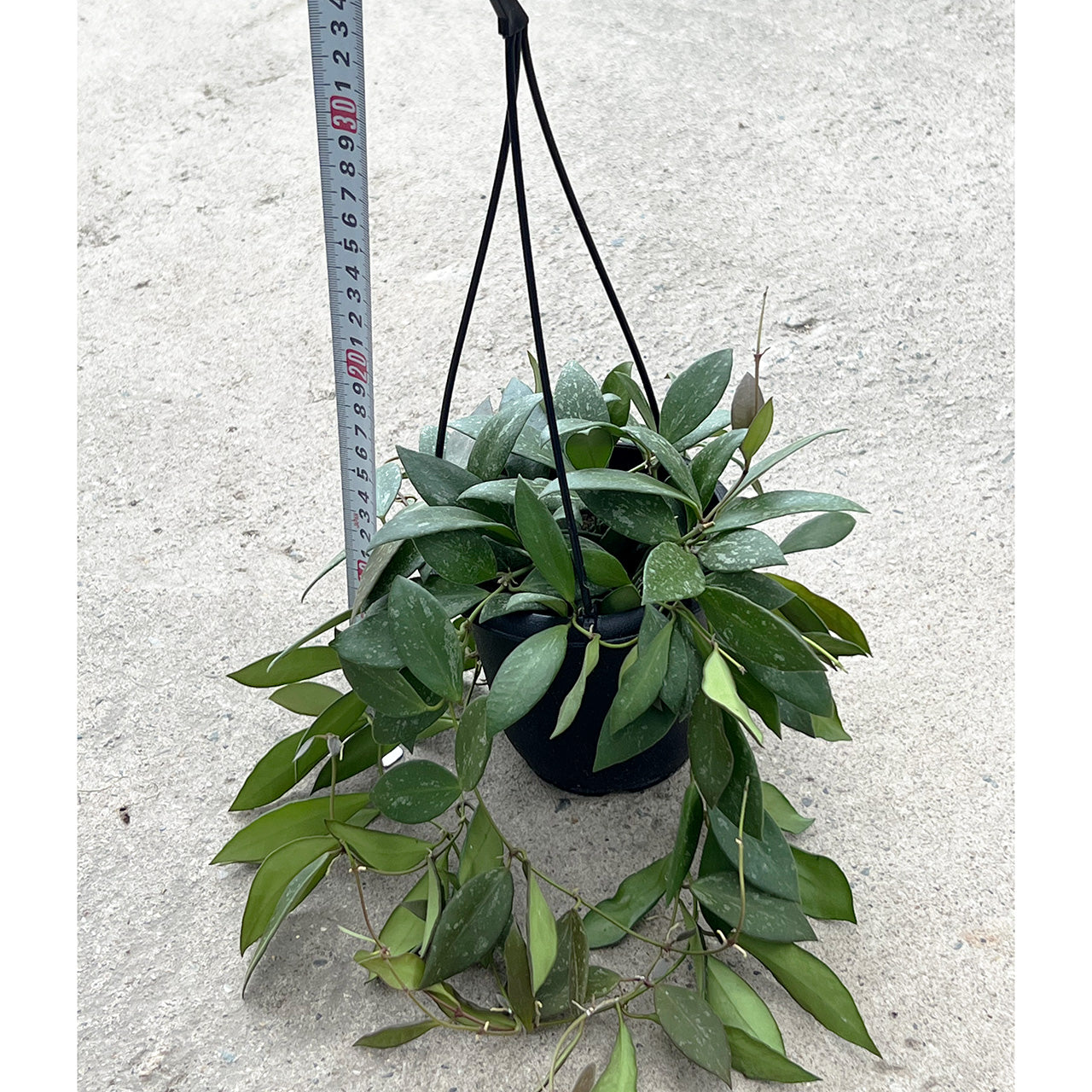 【現品販売】ホヤ nap16 ホヤ Hoya Memoria×Rosita (NAP-16)希少 レア 4号 吊り鉢 吊り下げ ハンギング ハンギング植物