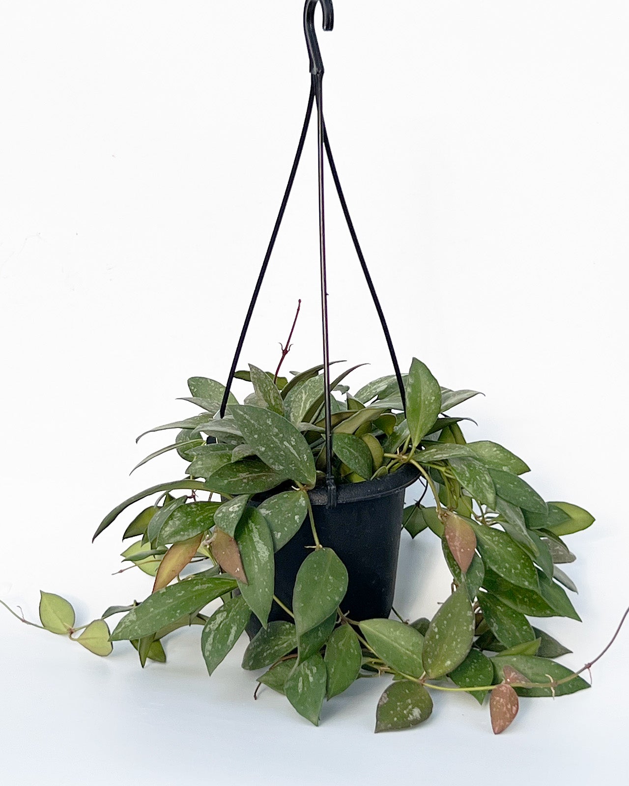 【現品販売】ホヤ nap16 ホヤ Hoya Memoria×Rosita (NAP-16)希少 レア 4号 吊り鉢 吊り下げ ハンギング ハンギング植物