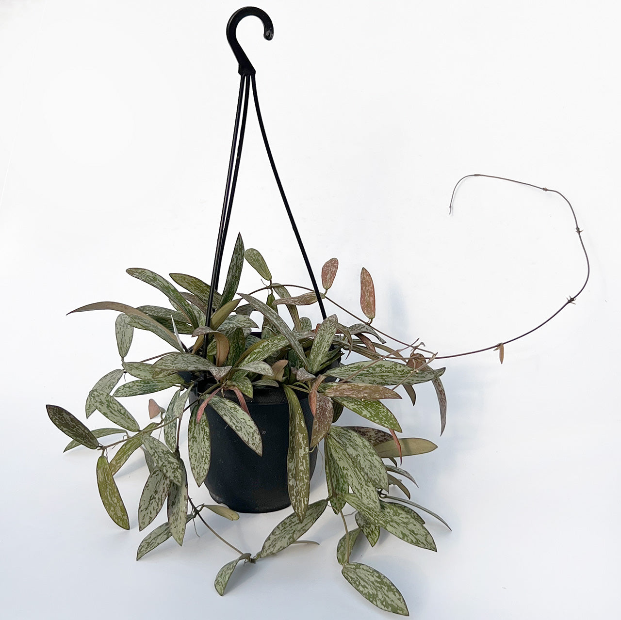 【現品販売】Hoya sigillantis ホヤ シギラティス 希少 レア 4号 吊り鉢 吊り下げ ハンギング ハンギング植物 ピンク 紅葉 1
