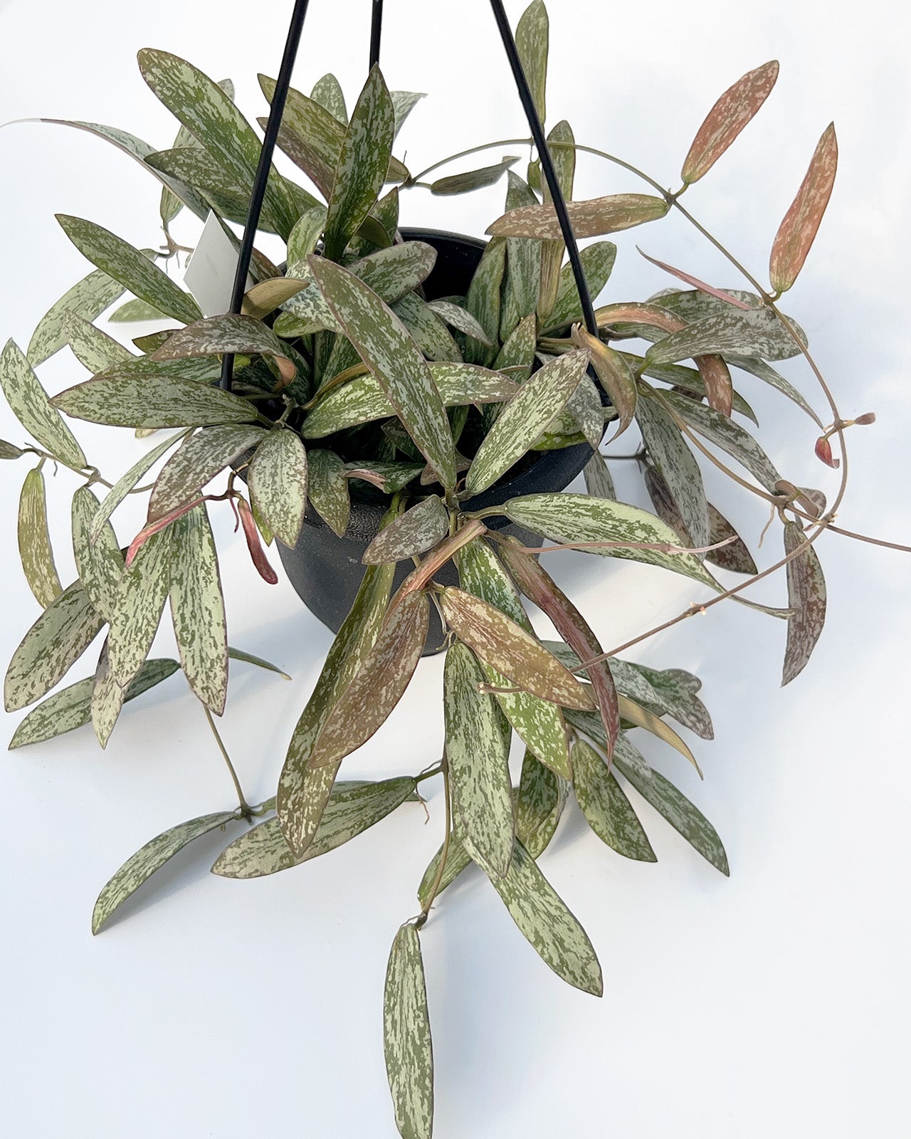 【現品販売】Hoya sigillantis ホヤ シギラティス 希少 レア 4号 吊り鉢 吊り下げ ハンギング ハンギング植物 ピンク 紅葉 1