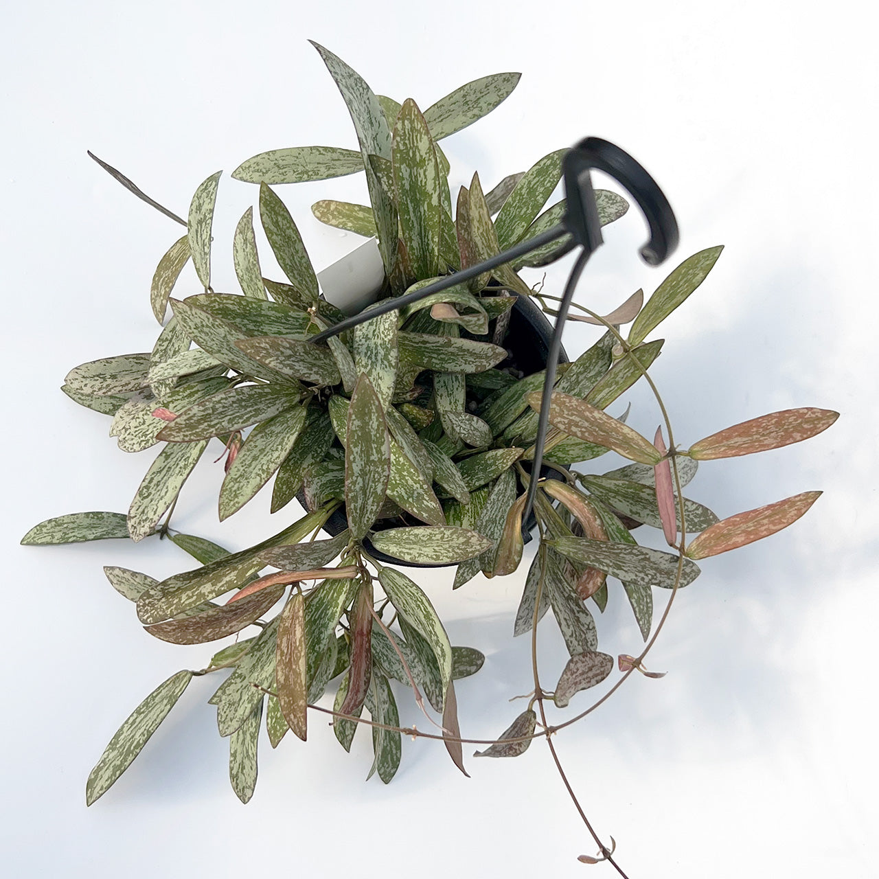 【現品販売】Hoya sigillantis ホヤ シギラティス 希少 レア 4号 吊り鉢 吊り下げ ハンギング ハンギング植物 ピンク 紅葉 1