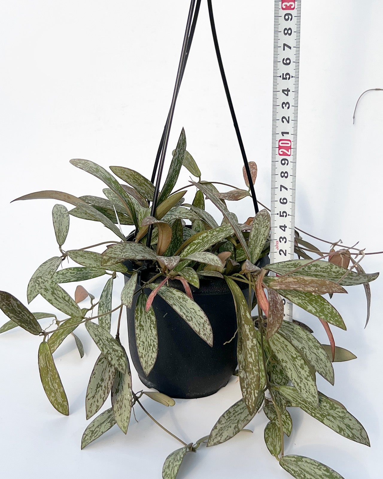 【現品販売】Hoya sigillantis ホヤ シギラティス 希少 レア 4号 吊り鉢 吊り下げ ハンギング ハンギング植物 ピンク 紅葉 1