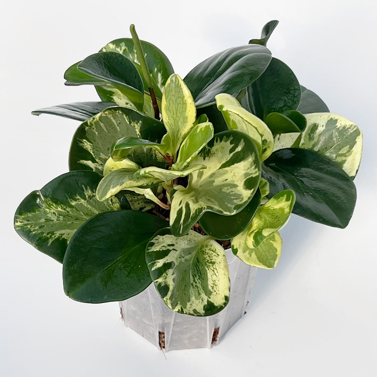 【現品販売】ペペロミア オブツシフォリア レモンスカッシュ MIX POT 4号 ネガミエル プラ鉢 スリット鉢 ねこチップ