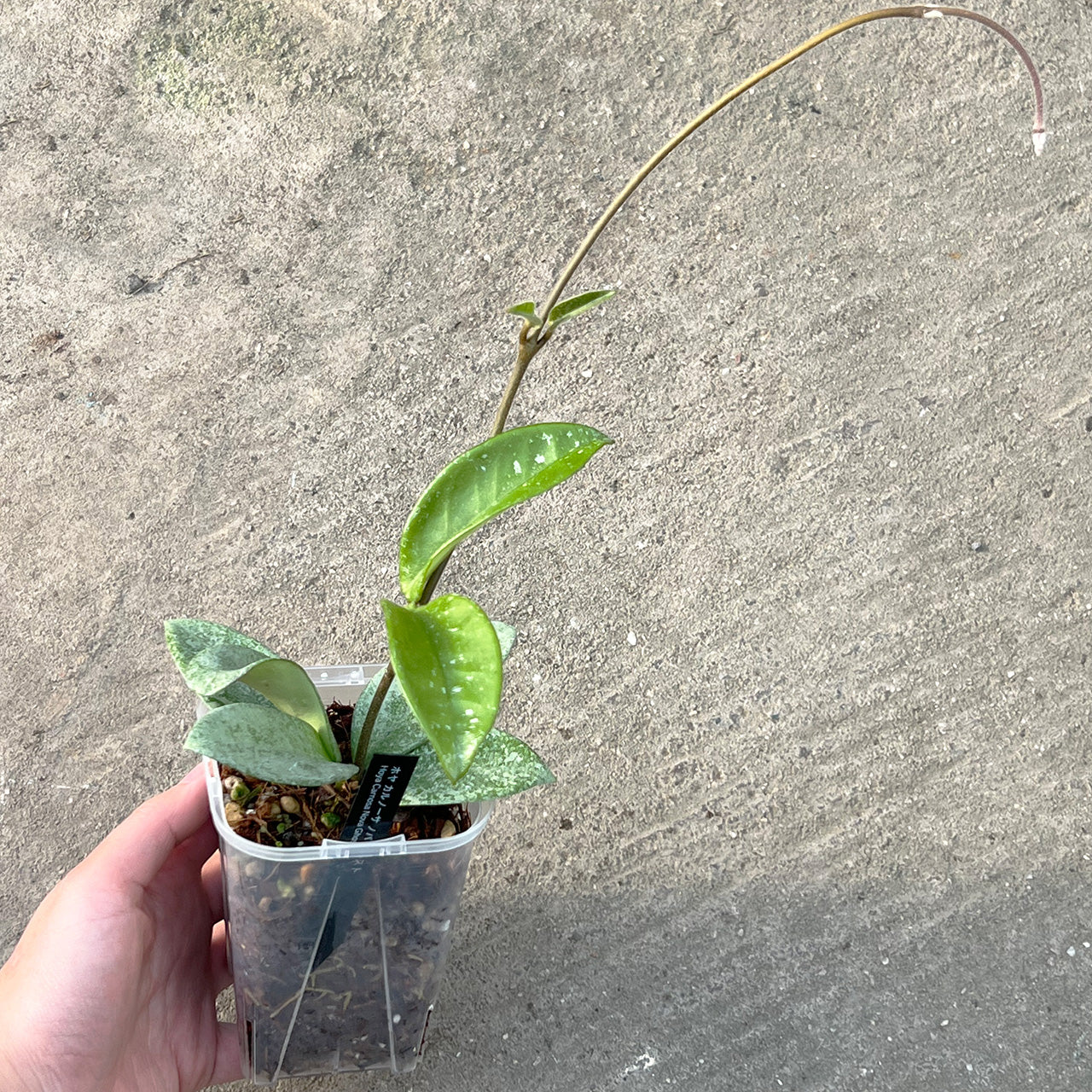 【現品販売】Hoya Carnosa Nova Ghost ホヤ カルノーサ ノバ ゴースト 希少 レア 3号 ネガミエル ねこチップ 1