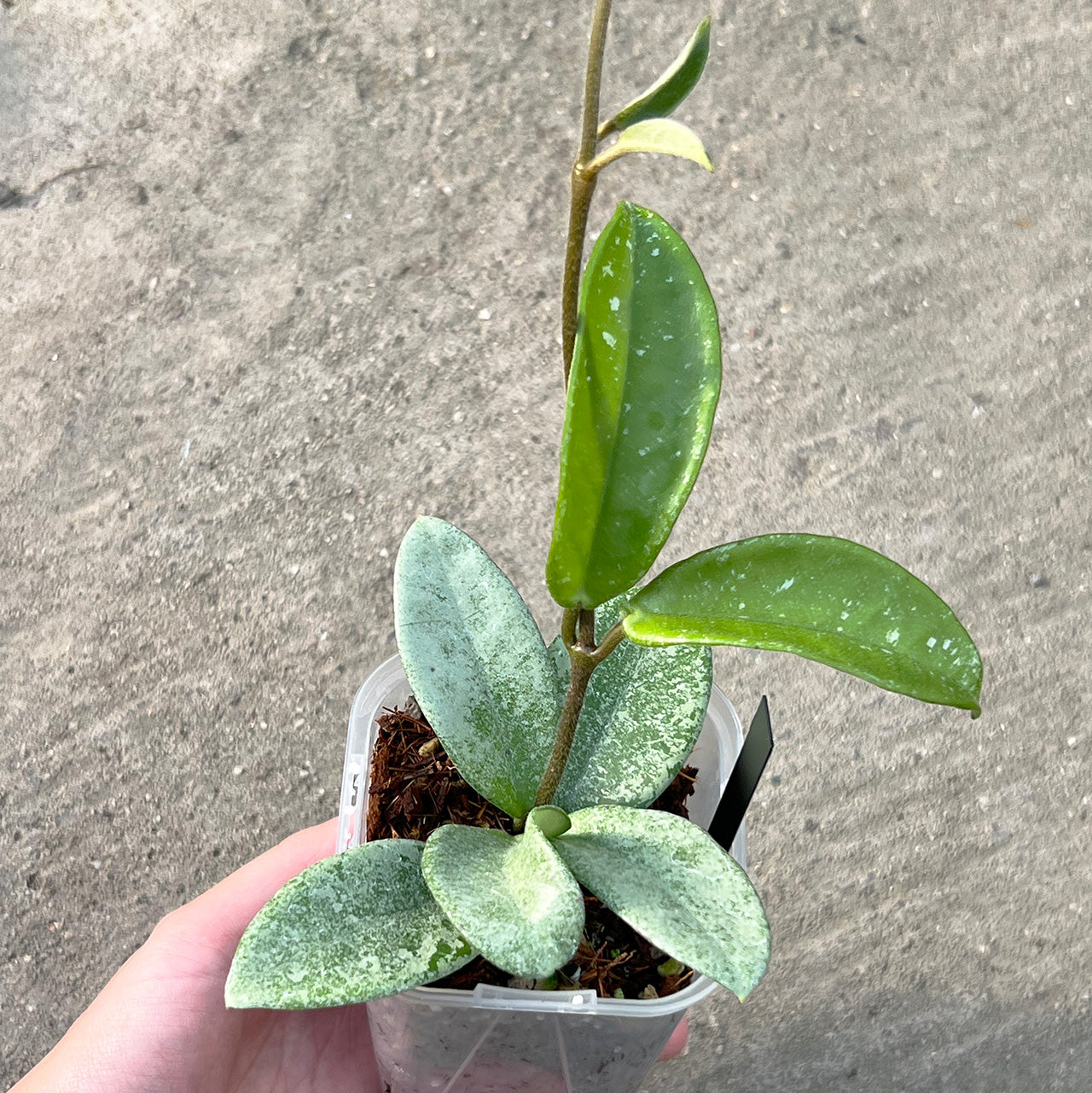 【現品販売】Hoya Carnosa Nova Ghost ホヤ カルノーサ ノバ ゴースト 希少 レア 3号 ネガミエル ねこチップ 1