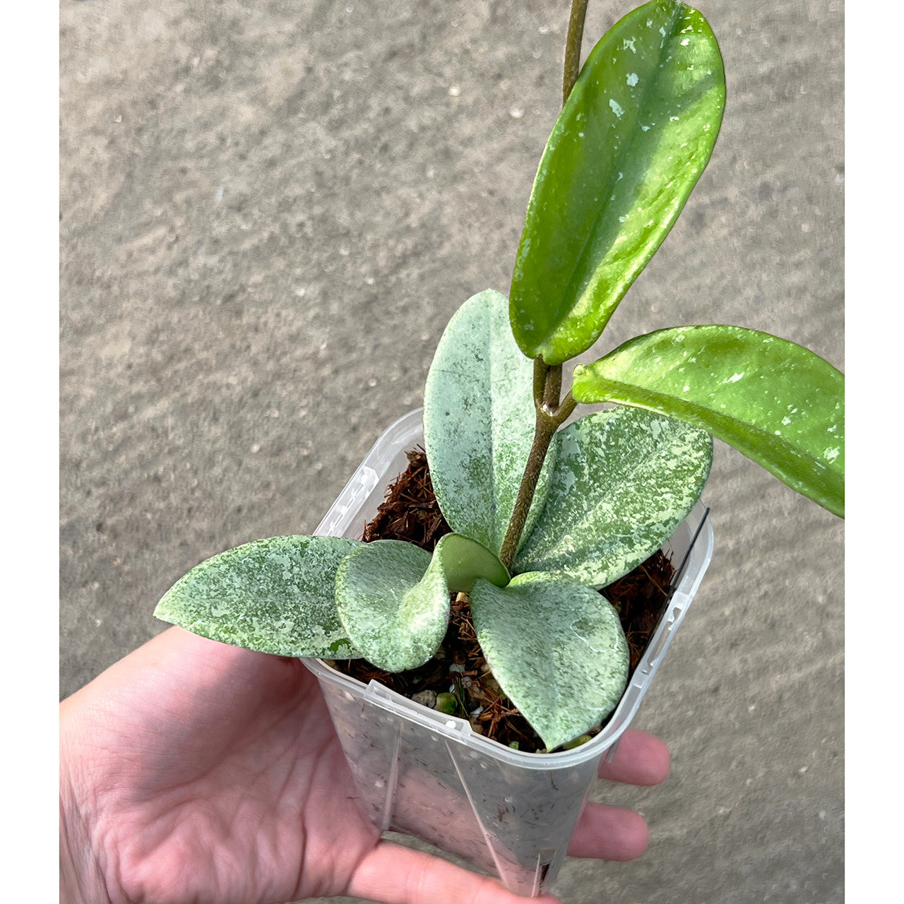 【現品販売】Hoya Carnosa Nova Ghost ホヤ カルノーサ ノバ ゴースト 希少 レア 3号 ネガミエル ねこチップ 1