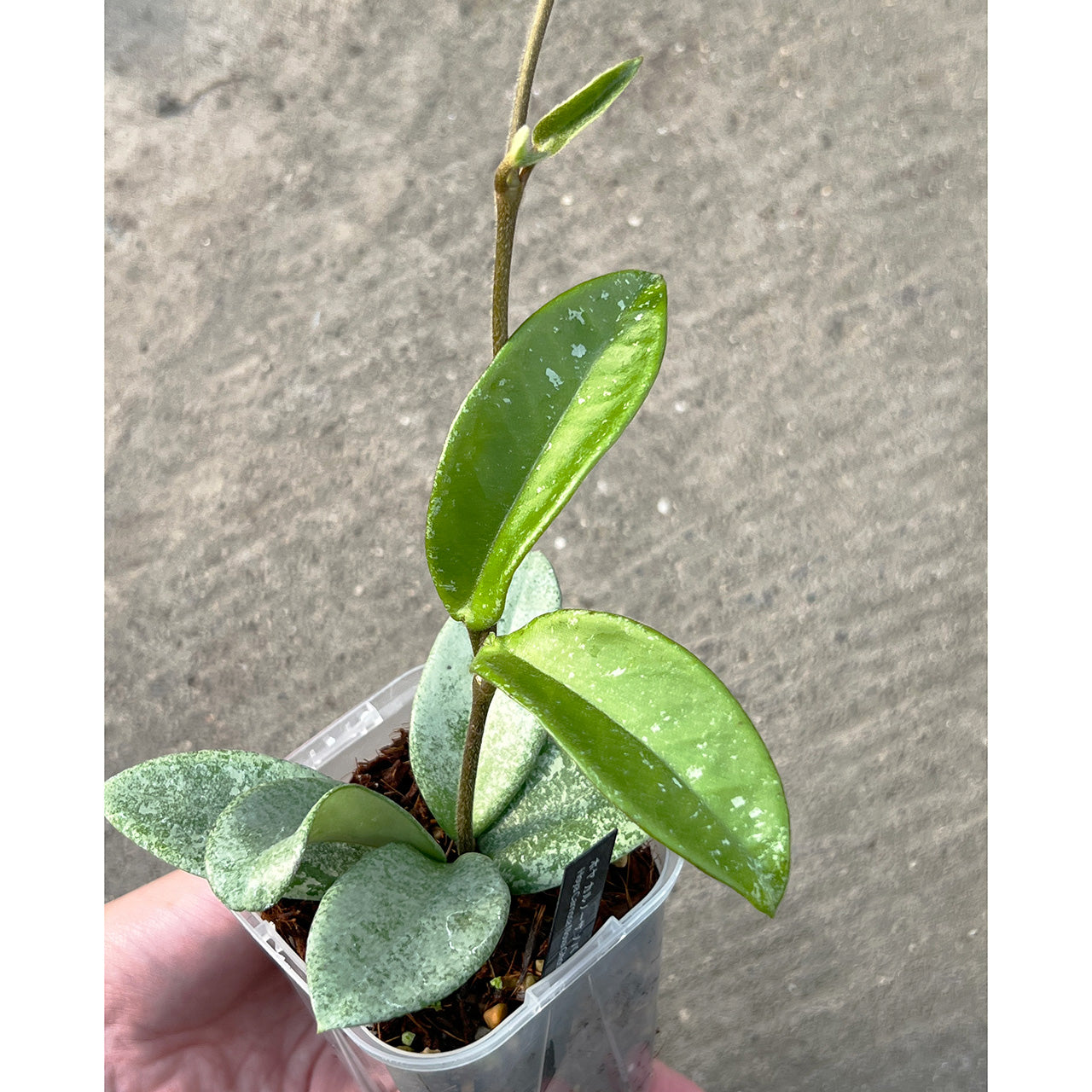 【現品販売】Hoya Carnosa Nova Ghost ホヤ カルノーサ ノバ ゴースト 希少 レア 3号 ネガミエル ねこチップ 1