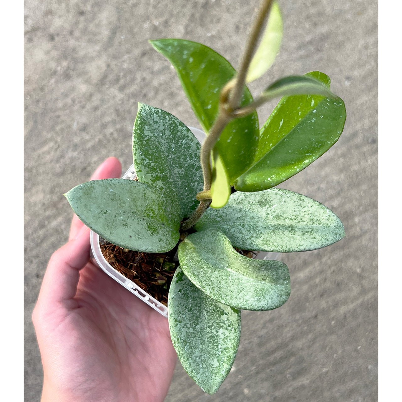 【現品販売】Hoya Carnosa Nova Ghost ホヤ カルノーサ ノバ ゴースト 希少 レア 3号 ネガミエル ねこチップ 1