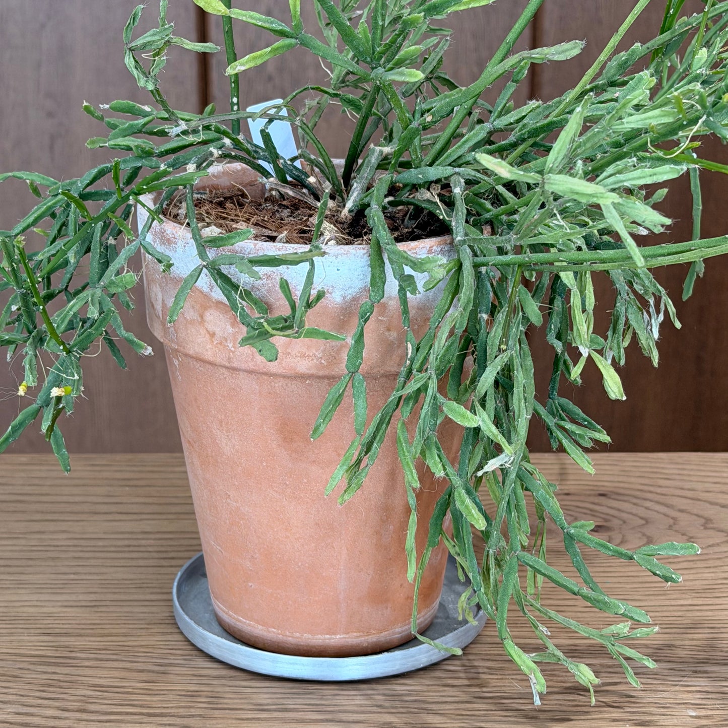 受け皿 アルミ製 ソーサー 直径13cm