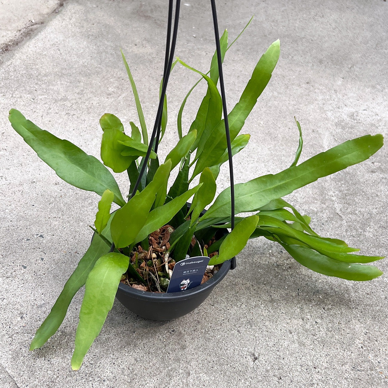 【現品販売】エピフィラム・プミラム( 姫月下美人)5号吊りポット ブラック(直径約15cm)ねこチップ